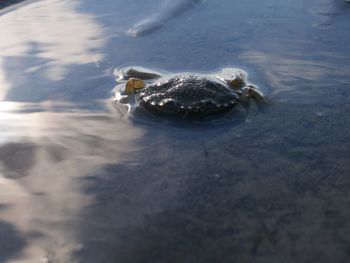 High angle view of turtle in lake