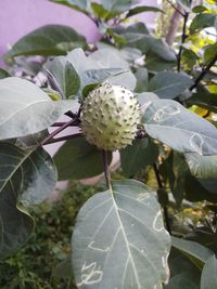 Close-up of fresh white flowering plant