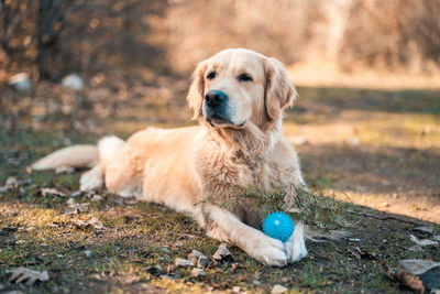 Portrait of dog sitting on land