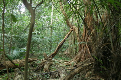 View of trees in forest