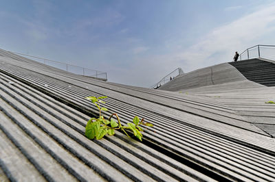 Plants against sky