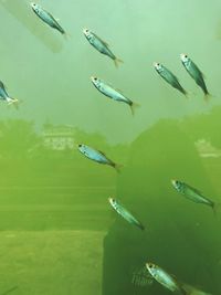 High angle view of fish swimming in lake