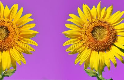 Close-up of sunflower against yellow background