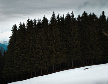 Snow covered pine trees in forest against sky