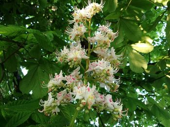 Close-up of flowers growing on tree