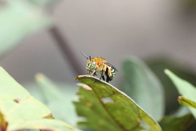 Close-up of butterfly on leaf