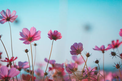 Cosmos flowers beautiful in the garden