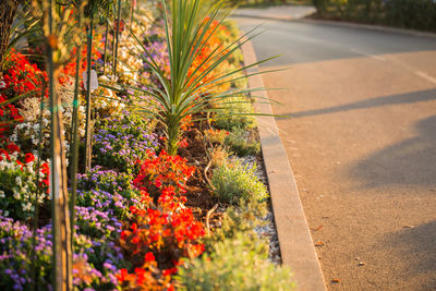 Close-up of flowering plants by road in park