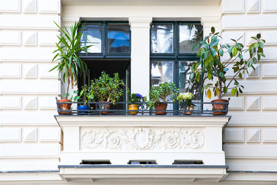 Potted plants at balcony