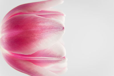 Close-up of pink tulip blooming against clear sky
