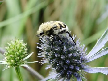 Close-up of bee pollinating on flower