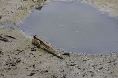 High angle view of crab on shore