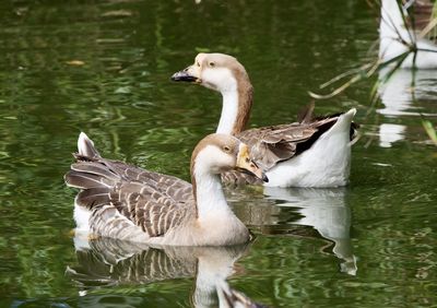 Ducks swimming in lake