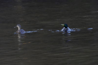 View of birds swimming in lake