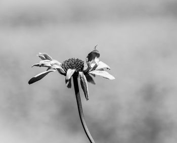 Close-up of flowering plant