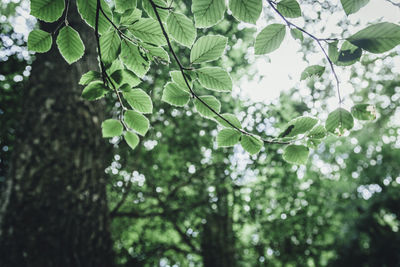 Low angle view of tree against sky