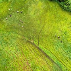 High angle view of rice paddy on field