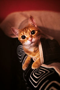 Close-up portrait of a cat