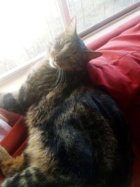 Close-up of cat relaxing on bed at home