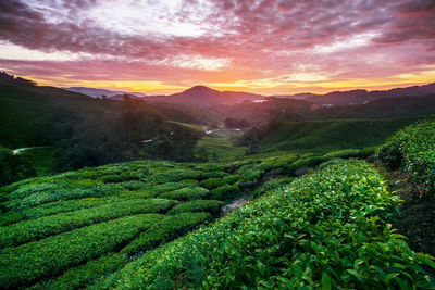 Scenic view of agricultural field against dramatic sky