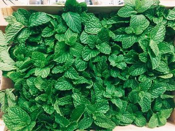 High angle view of fresh green leaves