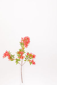Close-up of red flowers against white background
