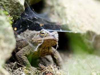 Close-up of toad