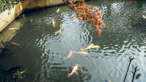 High angle view of koi carps swimming in lake