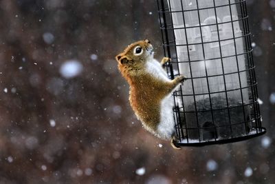 Close-up of squirrel on snow