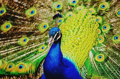 Close-up of peacock