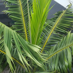 Close-up of palm tree leaves