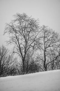 Bare trees against sky