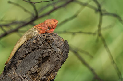 Close-up of a lizard on tree