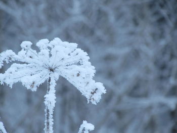 Close-up of snow on leaf