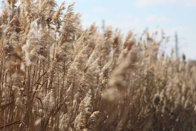 Close-up of plants growing on field