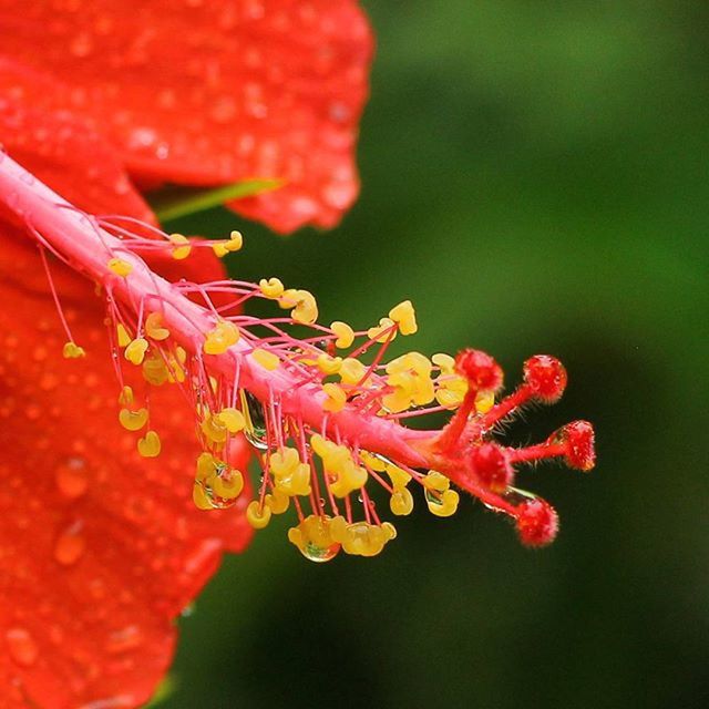 flower, freshness, petal, growth, fragility, red, flower head, close-up, beauty in nature, focus on foreground, nature, plant, blooming, selective focus, bud, in bloom, blossom, stamen, stem, springtime