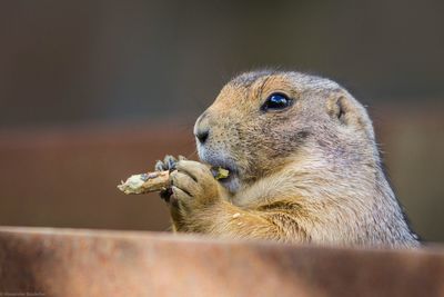 Close-up of squirrel eating outdoors