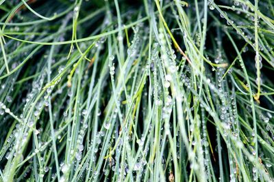 Full frame shot of wet grass