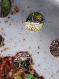 Close-up of moss growing on rock