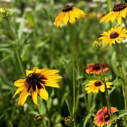 Close-up of yellow cosmos flowers blooming on field