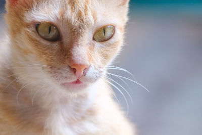 Close-up portrait of cat