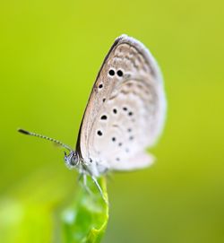 Close-up of butterfly on flower