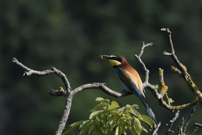 Close-up of bird perching on branch