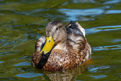 Duck swimming in lake