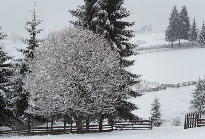 Trees on snow covered field against sky