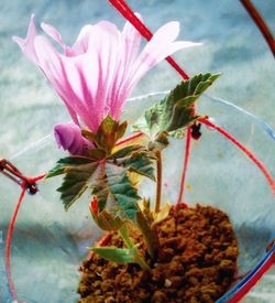 Close-up of pink flowering plant