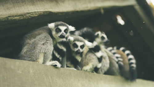 Scared lemurs hiding under the roof