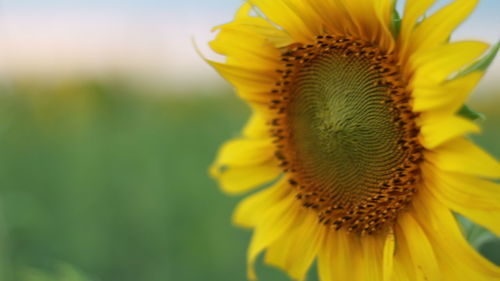Close-up of sunflower