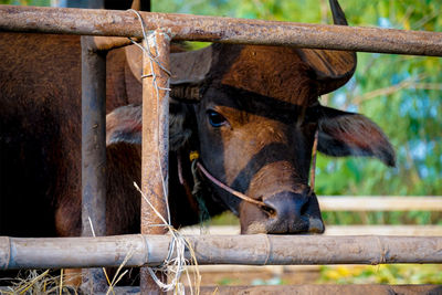 Horse in a pen