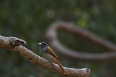 Close-up of bird perching on branch